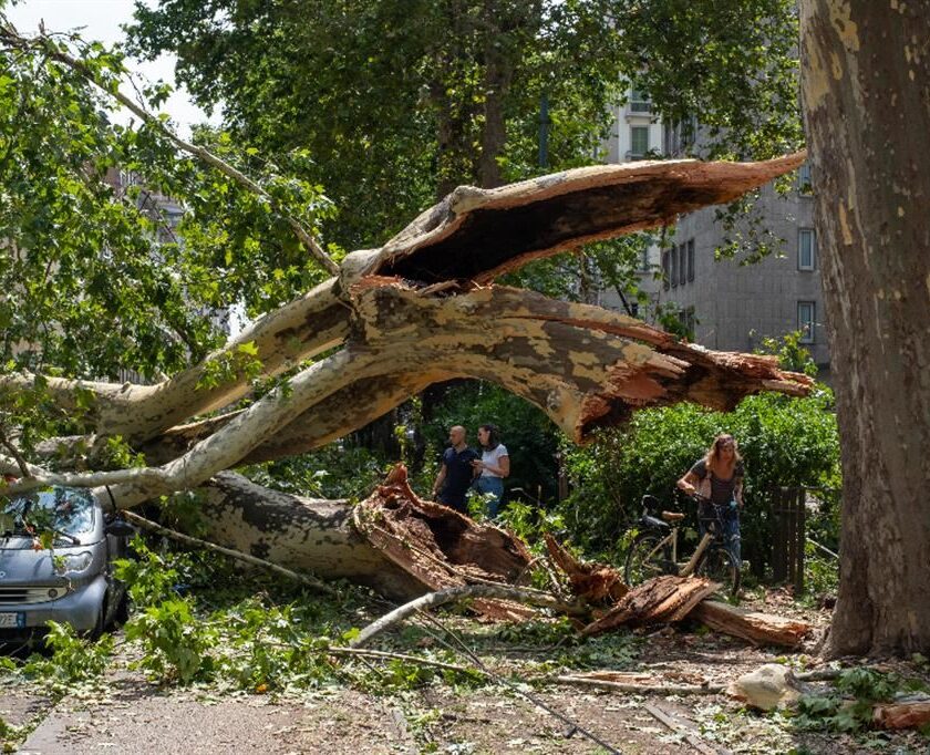 Da rifiuto a sottoprodotto: avviso pubblico del Comune di Milano per la cessione del legno degli alberi schiantati dalla tempesta