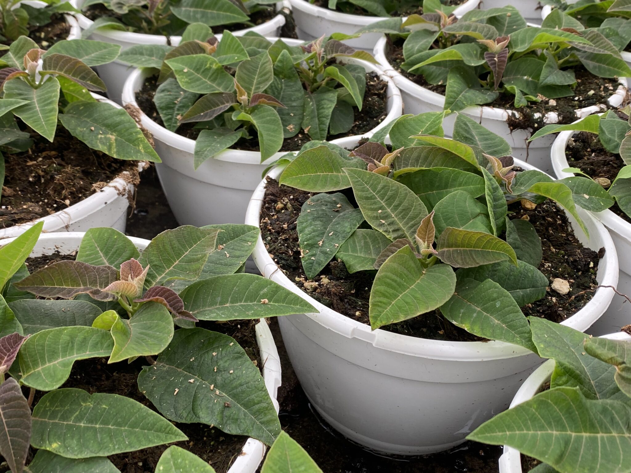 Contributo ambientale sui vasi in plastica