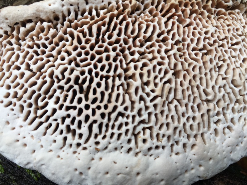 Alla scoperta dell’affascinante mondo dei funghi che degradano il legno: GreenWebinar con il micologo Marco Cartabia
