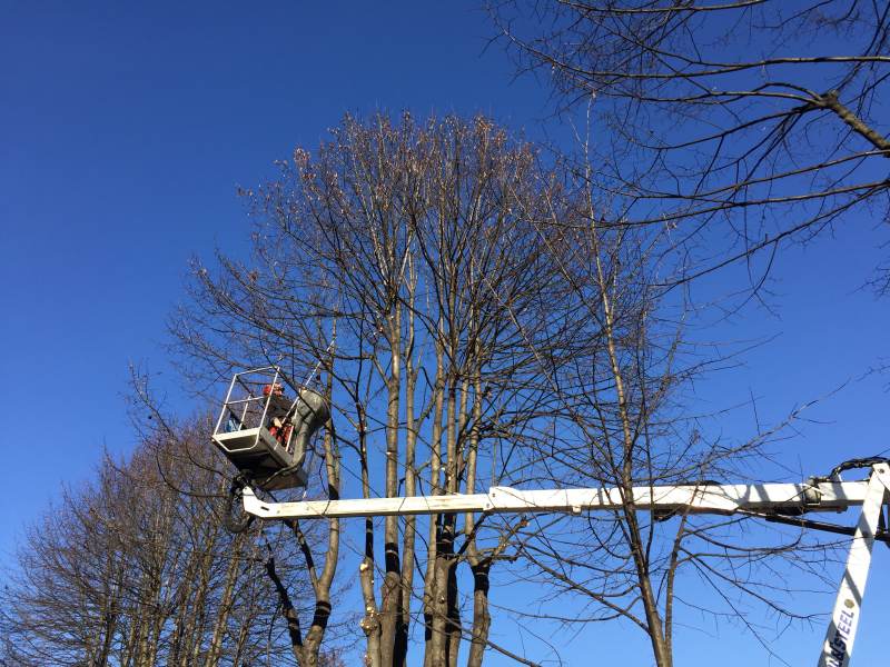 Indagine permanente sugli infortuni in Arboricoltura