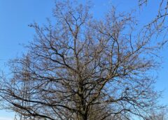 Il metodo ARCHI: una chiave per comprendere gli alberi. GreenWebinar il 24 Aprile