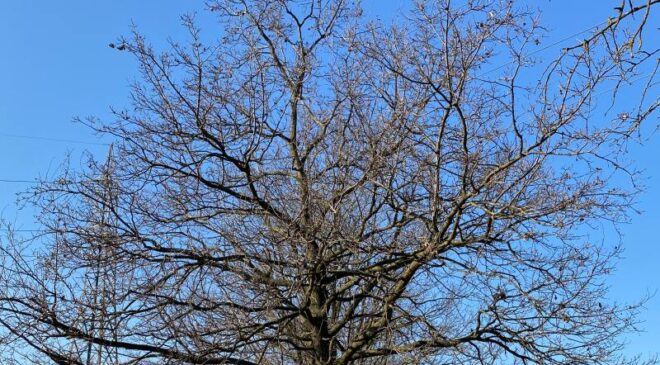 Il metodo ARCHI: una chiave per comprendere gli alberi. GreenWebinar il 24 Aprile