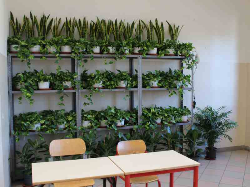 Quando le piante diventano compagne di banco. La ricerca del CNR sui benefici del verde nelle aule scolastiche