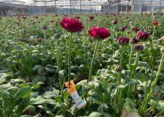 Agenti di biocontrollo nel florovivaismo. GreenWebinar Coldiretti Assofloro