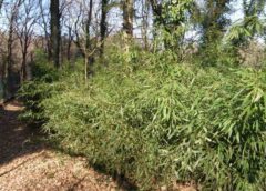 Specie vegetali aliene invasive: GreenWebinar di Assofloro, Coldiretti e ISPRA