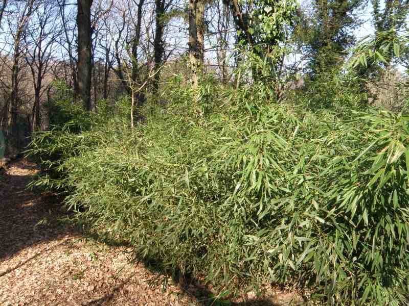 Specie vegetali aliene invasive: GreenWebinar di Assofloro, Coldiretti e ISPRA