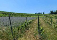 Agroforestazione e innovazione tecnologica per la tutela della biodiversità agricola. 9° GreenWebinar Coldiretti Assofloro