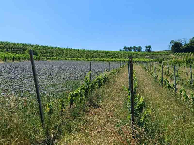 Agroforestazione e innovazione tecnologica per la tutela della biodiversità agricola. 9° GreenWebinar Coldiretti Assofloro