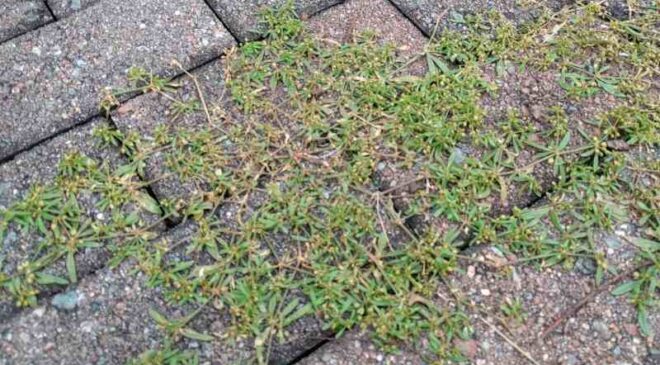 Biodiserbo con acido pelargonico: strategie e risultati in ambito urbano, agricolo e industriale. GreenWebinar Coldiretti – Assofloro