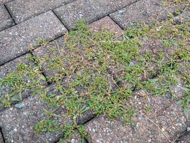 Biodiserbo con acido pelargonico: strategie e risultati in ambito urbano, agricolo e industriale. GreenWebinar Coldiretti – Assofloro