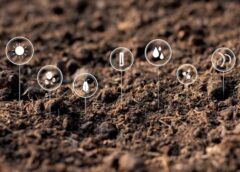 Il Microbioma nel vivaio: nuove frontiere della simbiosi radicale. GreenWebinar Coldiretti Assofloro