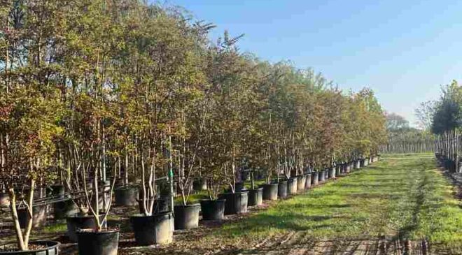 Stati Generali del Vivaismo a Canneto sull’Oglio: confronto strategico con Coldiretti e Asnacodi per tutelare la produzione vivaistica italiana dal cambiamento climatico