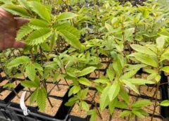 Lazio. Corso di vivaistica forestale abilitante alla raccolta del materiale di moltiplicazione.