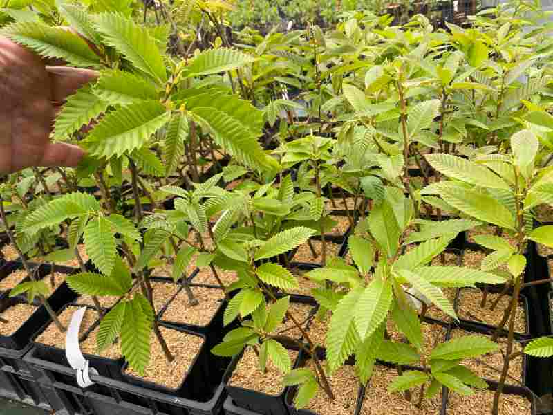 Lazio. Corso di vivaistica forestale abilitante alla raccolta del materiale di moltiplicazione.